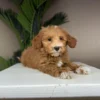 elite apricot goldendoodle puppy