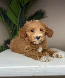 elite apricot goldendoodle puppy