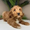 premium apricot male goldendoodle