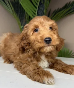 premium apricot male goldendoodle