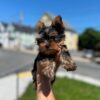 male Teacup Yorkie puppy