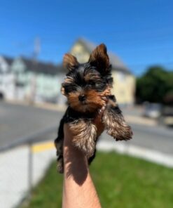male Teacup Yorkie puppy
