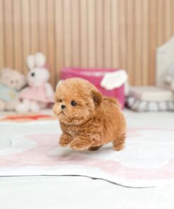Maltipoo