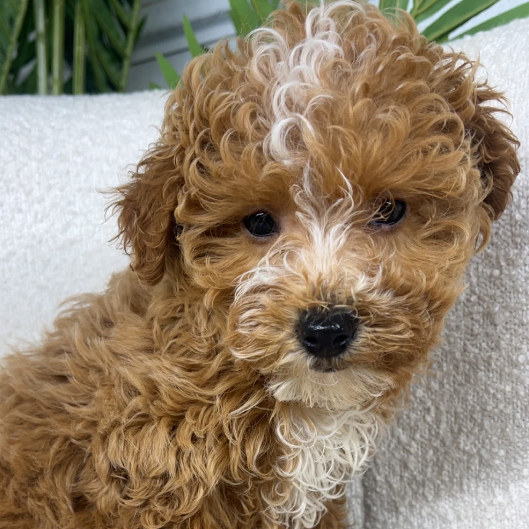 Noelle_2 premium apricot goldendoodle puppy