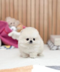 Pomeranian