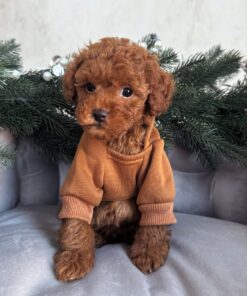 Toy Poodle