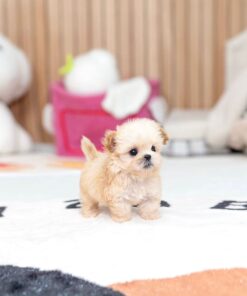 cream white Maltese female puppy