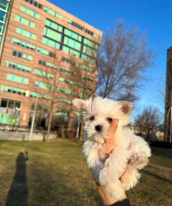 white Maltese male puppy