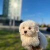 white Maltese male puppy