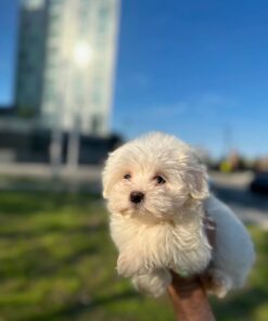 white Maltese male puppy
