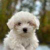 white Maltese female puppy