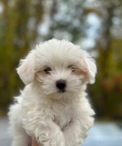 white Maltese female puppy