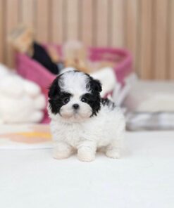 female Maltese puppy