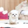 female Maltipoo puppy