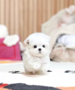 female Maltipoo puppy