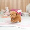 male Maltipoo puppy