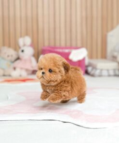 male Maltipoo puppy