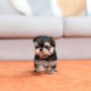 male Teacup Yorkie puppy