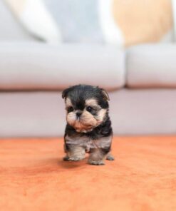 male Teacup Yorkie puppy