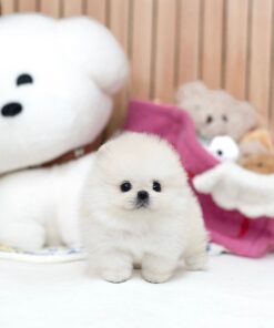 female Pomeranian puppy