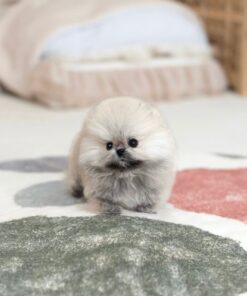 female Pomeranian puppy
