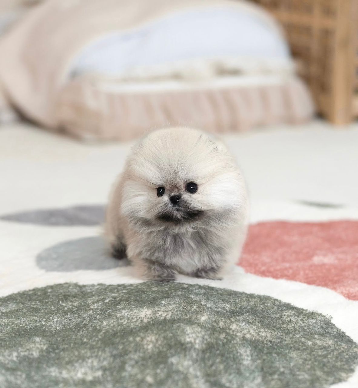WhatsApp Image 2025-12-02 at 03.10.12_dedf342a female Pomeranian puppy