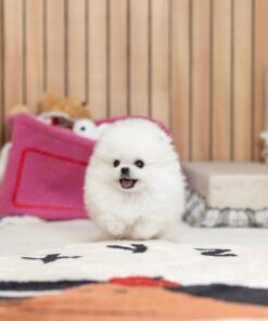 male Pomeranian puppy