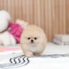 female Pomeranian puppy