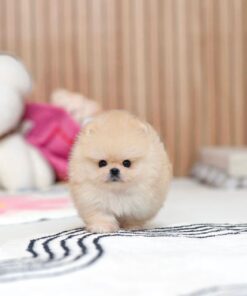 female Pomeranian puppy
