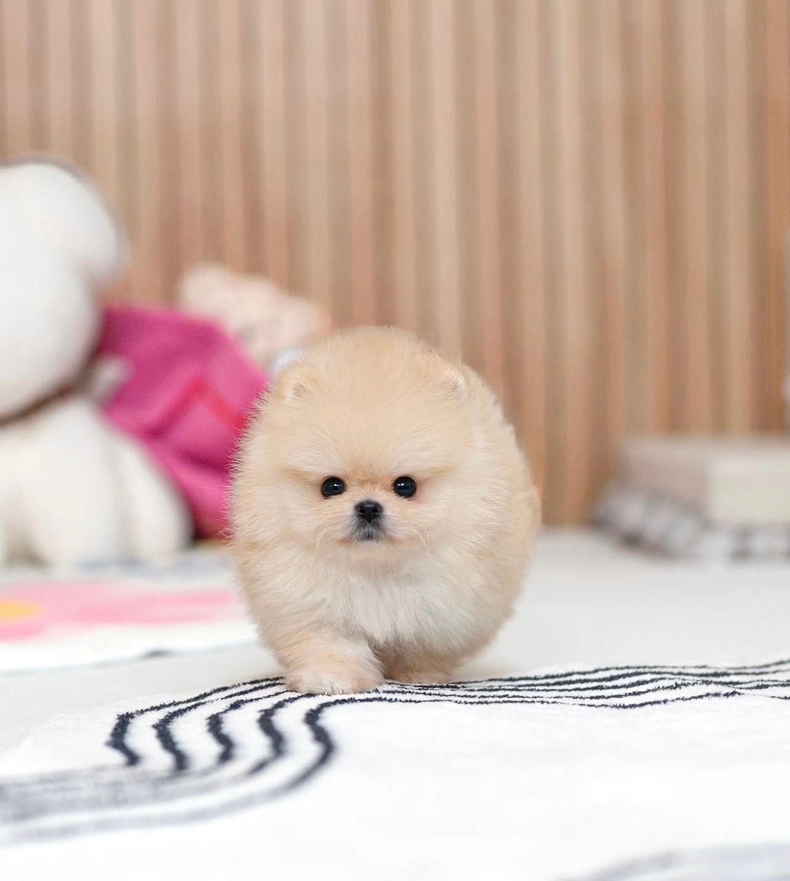 WhatsApp Image 2025-12-02 at 03.12.19_c1a1a214 female Pomeranian puppy