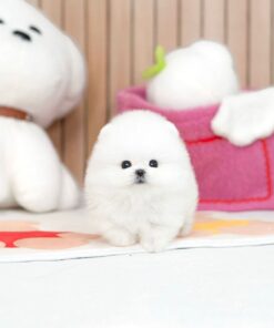 white male Pomeranian