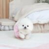 white female pomeranian puppy