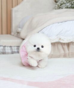 white female pomeranian puppy