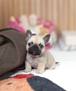 cream white male French Bulldog
