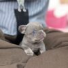 grey male French Bulldog