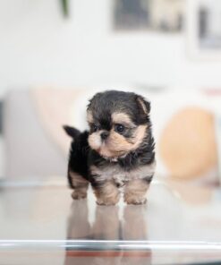 Teacup Yorkie