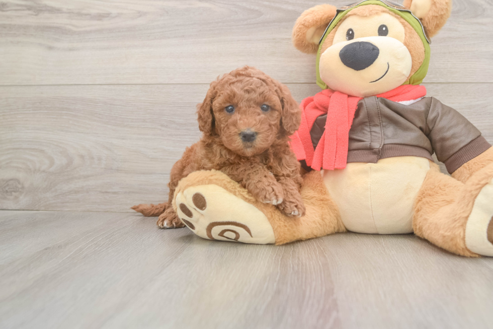 mini-goldendoodle-diva-18619656454086621