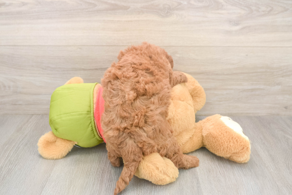 mini-goldendoodle-diva-1861965645901712