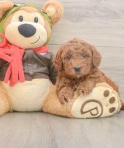 brown female goldendoodle puppy