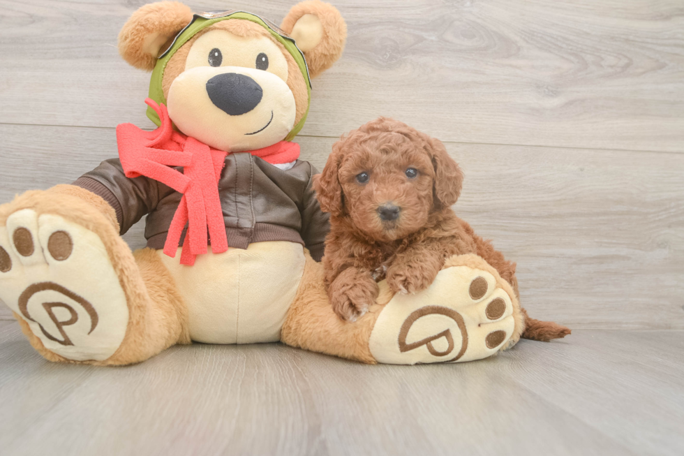 mini-goldendoodle-diva-18619656465652160 brown female goldendoodle puppy