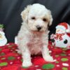 Poodle puppy for purchase