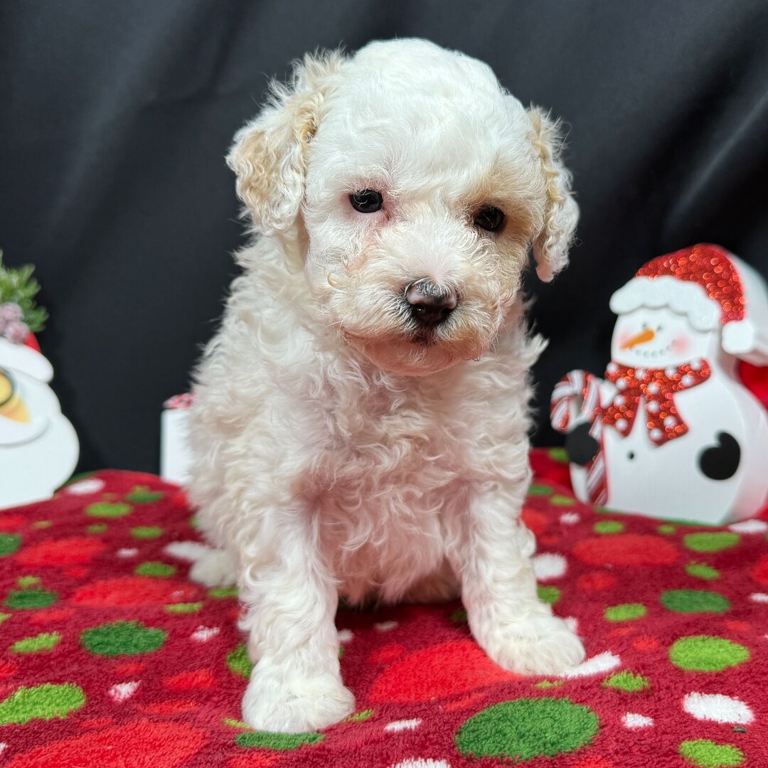 504352562_hd Poodle puppy for purchase