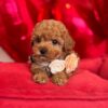 Cute Maltipoo puppy with fluffy curly coat sitting calmly, Maltese Poodle mix small companion dog breed