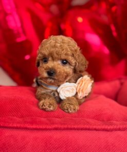Cute Maltipoo puppy with fluffy curly coat sitting calmly, Maltese Poodle mix small companion dog breed