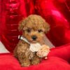Maltipoo puppy shinning brown Los Angeles