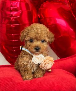 Maltipoo puppy shinning brown Los Angeles