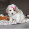 Teacup toy Maltipoo puppy,Adorable maltipoo puppy,Cute fluffy white teacup Maltipoo puppy looking at camera,Tiny playful teacup Maltipoo puppy sitting on a blanket,Miniature Maltipoo puppy with soft, curly fur,Fluffy white Maltipoo puppy with unique markings,