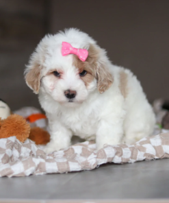 Teacup toy Maltipoo puppy,Adorable maltipoo puppy,Cute fluffy white teacup Maltipoo puppy looking at camera,Tiny playful teacup Maltipoo puppy sitting on a blanket,Miniature Maltipoo puppy with soft, curly fur,Fluffy white Maltipoo puppy with unique markings,