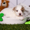 Cute Maltipoo puppy with fluffy hypoallergenic coat sitting indoors, perfect family companion dog