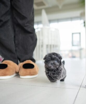 Cute Maltipoo puppy with fluffy curly coat sitting calmly, Maltese Poodle mix small companion dog breed